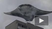 В небе над Петербургом заметили миграцию грави-скатов