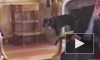 Видео из Елисейского дворца: Пес Макрона помочился на камин во время заседания