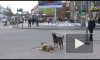 Возле «Елизаровской» стая собак кидается на прохожих