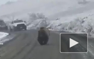 Видео: На Камчатке медведь вышел на трассу и создал пробку