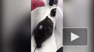 Под Петербургом рыбаки спасли двух тюленей, застрявших в снастях