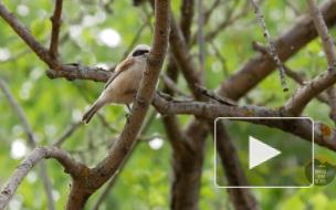 Петербургский биолог Павел Глазков показал краснокнижного ремеза