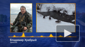 Орнитолог: "Птиц не нужно кормить хлебом, лучше обычными семечками" 