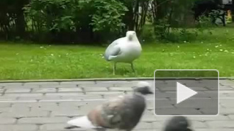 Джек воробей попался