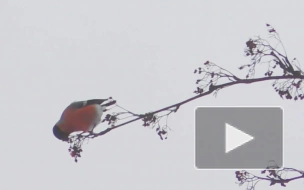 Сотрудники "Парка Монрепо" просят горожан помочь птицам пережить зиму