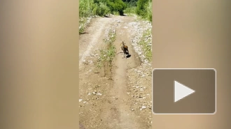 В Приморье впервые попали на видео детеныши редкого водяного оленя