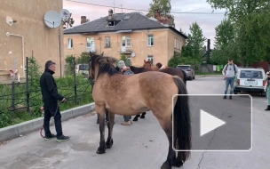Полиция задержала цыган, укравших лошадей во Всеволожском районе