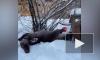 Ленинградский зоопарк показал выдру по кличке Финик, радующуюся снегу