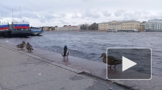 Видео: в Петербурге начал повышаться уровень воды в Неве