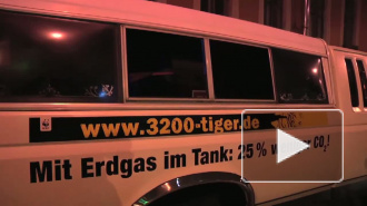 «Тигры в городе»: на улицах рычат полосатые хищники