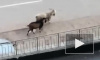 Два козла спокойно прогулялись во дворе Парашютной улицы