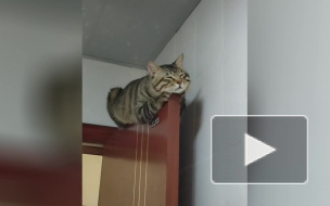 Видео: уставший от детей кот самоизолировался на двери 