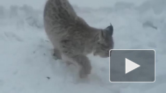 Видео из Удмуртии: рысь обедала во дворе жилого дома