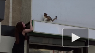 В Воронеже неравнодушные гости кафе сняли кошку с козырька