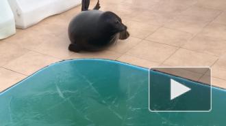 Нерпа Крошик стал специалистом по связям с общественностью