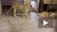 В Ленинградском зоопарке показали осенние будни львов ...