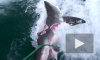В Сети опубликовали видео смертельной битвы двух огромных акул-людоедов 