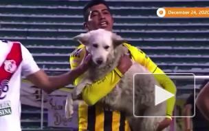 Бездомный пес прервал футбольный матч и обрел хозяина