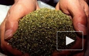Два наркодельца выращивали в петербургской квартире гигантскую плантацию марихуаны