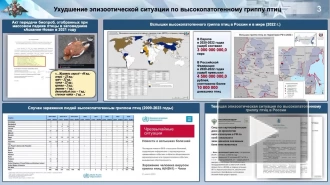 В Минобороны озабочены ростом заболеваемости птичьим гриппом в России