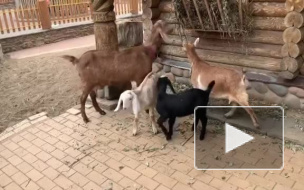 В Ленинградском зоопарке показали 9 карликовых и 2 нубийских новорожденных козлят
