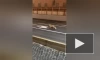Гулявшая по Английской набережной лиса попала на видео