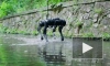 Unitree Robotics представила робота, который умеет плавать