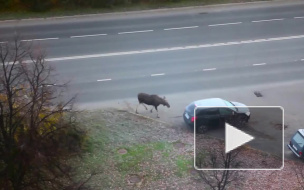 Появилось видео, как зареченский лось прикуривает у автомобиля 