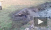 Видео из Индии: Спасенный напуганный слоненок атаковал спасителя 