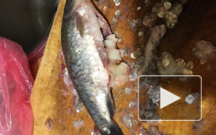 В Петербурге продают зараженную ленточными червями‍ рыбу
