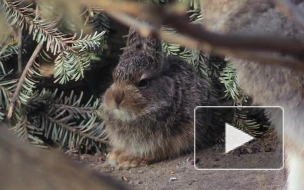 В Ленинградском зоопарке весна принесла семейству зайцев-беляков новых детёнышей