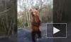 Видео из Томска: женщина кричала от страха, но кормила дикого медведя хлебом