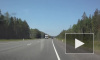 Видео: в Ленобласти водитель едва не врезался в медведя на дороге