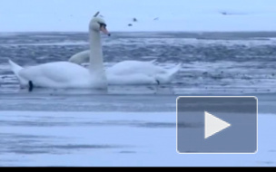 Лебединая верность: лебедь не улетел из-за своей раненой подруги