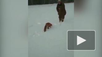 В Якутии возбудили уголовное дело из-за жестокого обращения с лисой