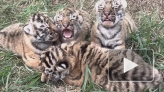 В сафари-парке "Тайган" амурская тигрица родила четырех детенышей