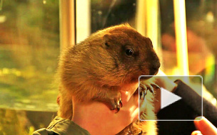 Сурок Фрол-Гектор из Ленинградского зоопарка предсказал раннюю и теплую весну