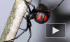 Ядовитые пауки-каракурт атаковали Волгоград. 15 человек в реанимации после укусов