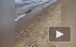 Прокуратура установит причину массовой гибели рыбы в Карелии