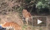 Страшная трагедия: в Китае тигры загрызи посетителя зоопарка