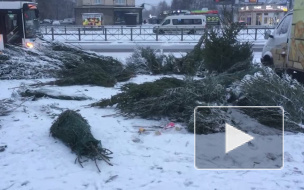 В Петербурге после Нового года остались брошенные елочные базары с ненужными деревьями