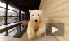 Появилось видео с медведицей Снежинкой из Ленинградского зоопарка