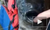 Видео: на Курилах выловили водного монстра