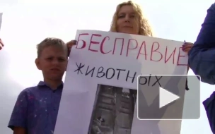 «Нет» жестокости! Митинг против насилия над животными