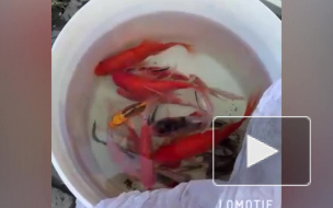 Петербуржец запустил японских карпов в самодельный пруд во дворе многоэтажки