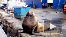 Видео: на Камчатке сивуч подъел улов рыбаков 