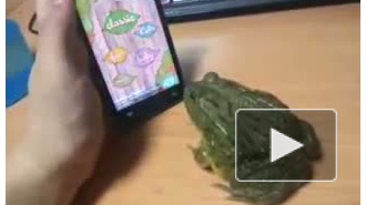 Лягушка и iPhone