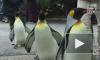 В США пингвины вышли из зоопарка на прогулку и стали героями видео