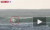 Видео из Австралии: Дельфин прыгнул на серфера