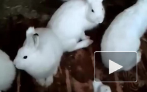 Вольнолюбивые зайцы-беляки прилетели в "Пулково" из Якутии